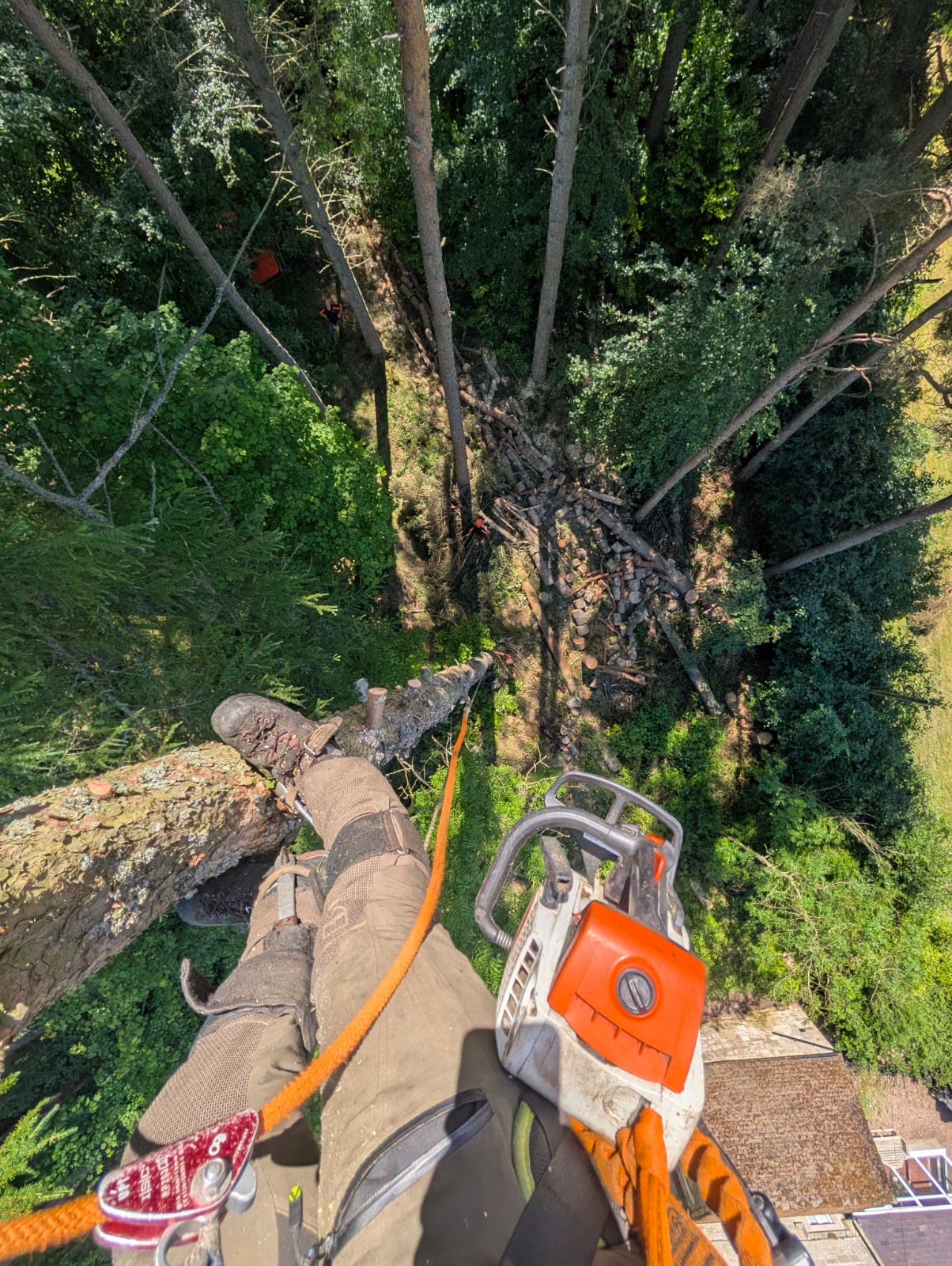 Tree surgeon at work high in the canopy
