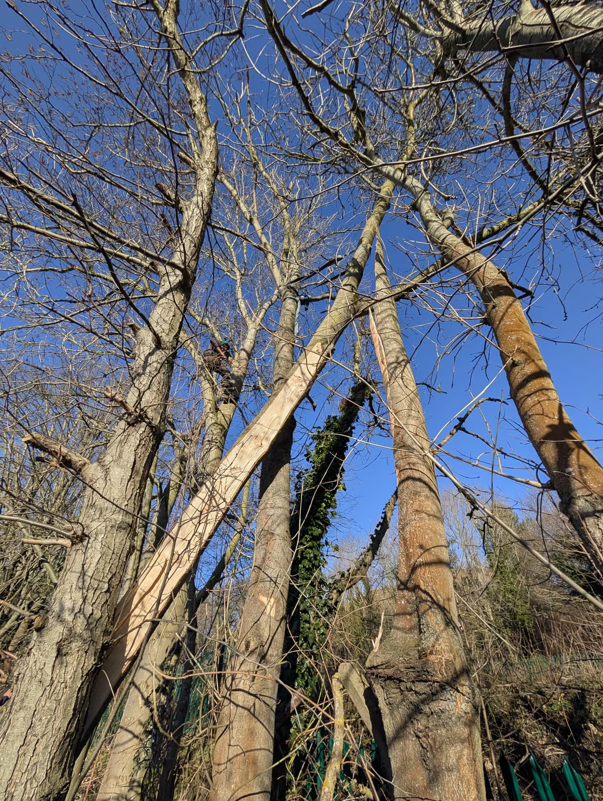Storm-damaged ash with a torn stem being taken down