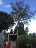 Silver birch removal