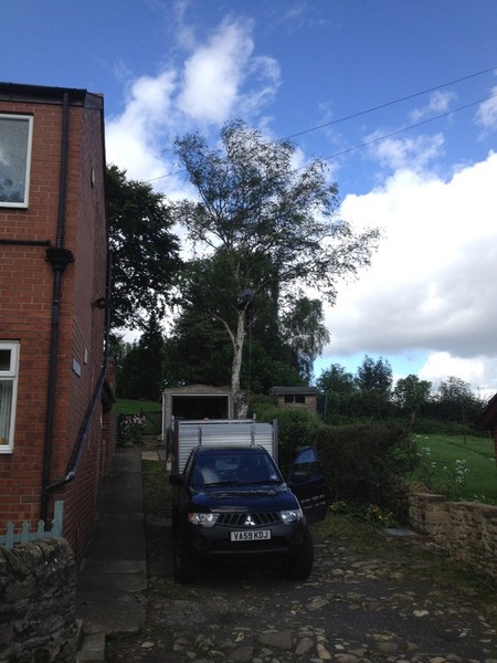 Birch removal step 1