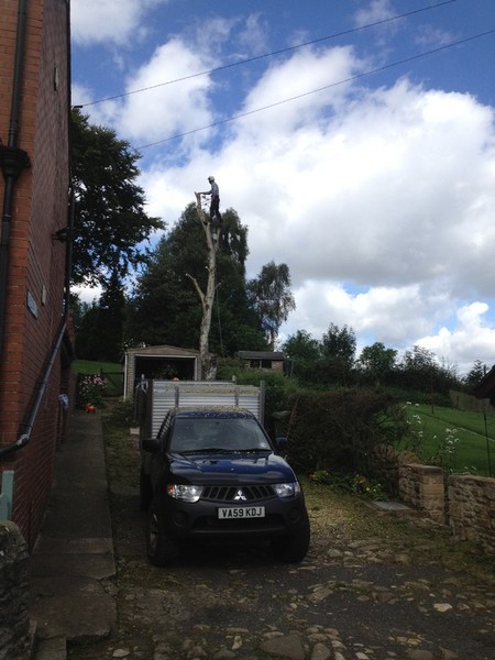 Birch removal step 2