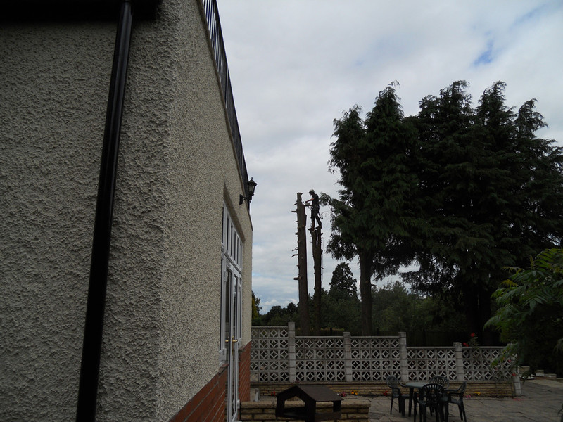 Conifer removal step 1