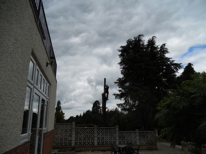 Conifer removal step 2