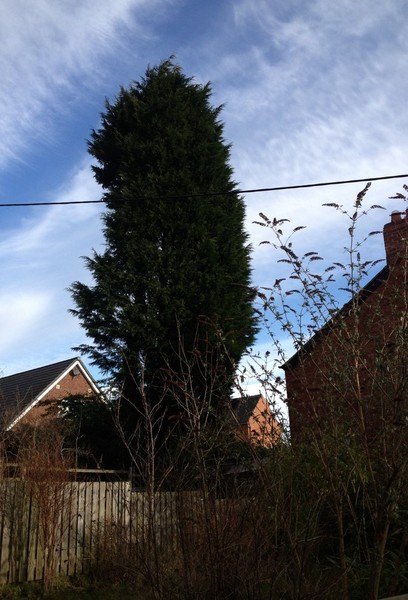 Transformation step 1