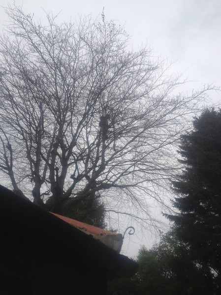 Crown reduction step 1