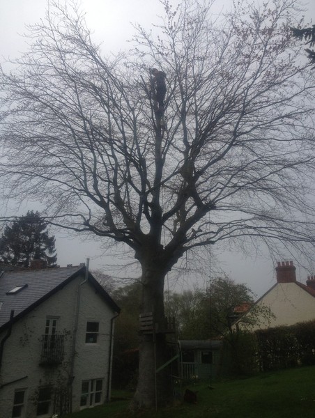 Crown reduction step 2