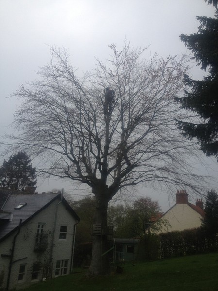 Crown reduction step 3