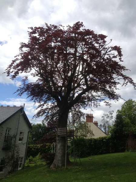 Crown reduction step 4