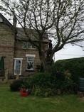 Cherry tree removal