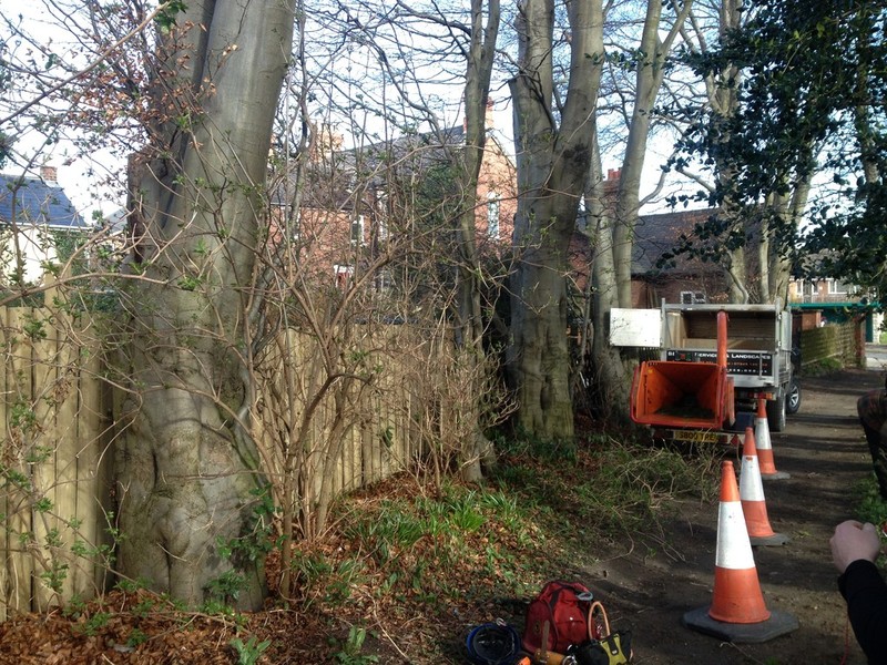 Beech removal step 1