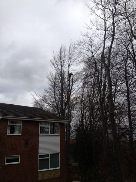 Beech removal step 3