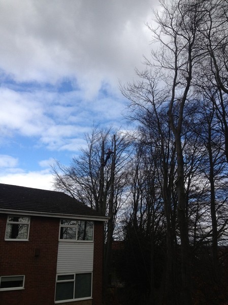 Beech removal step 4