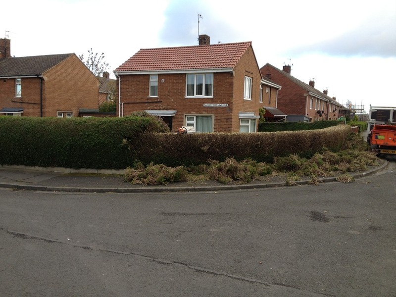 Hedge reduction step 1