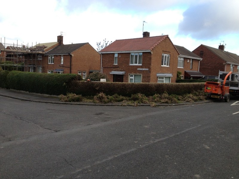 Hedge reduction step 2