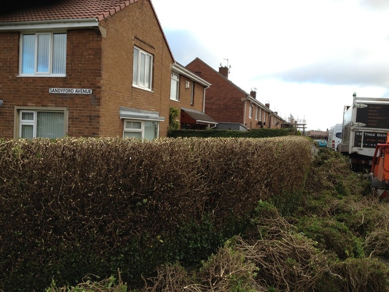 Hedge reduction step 3