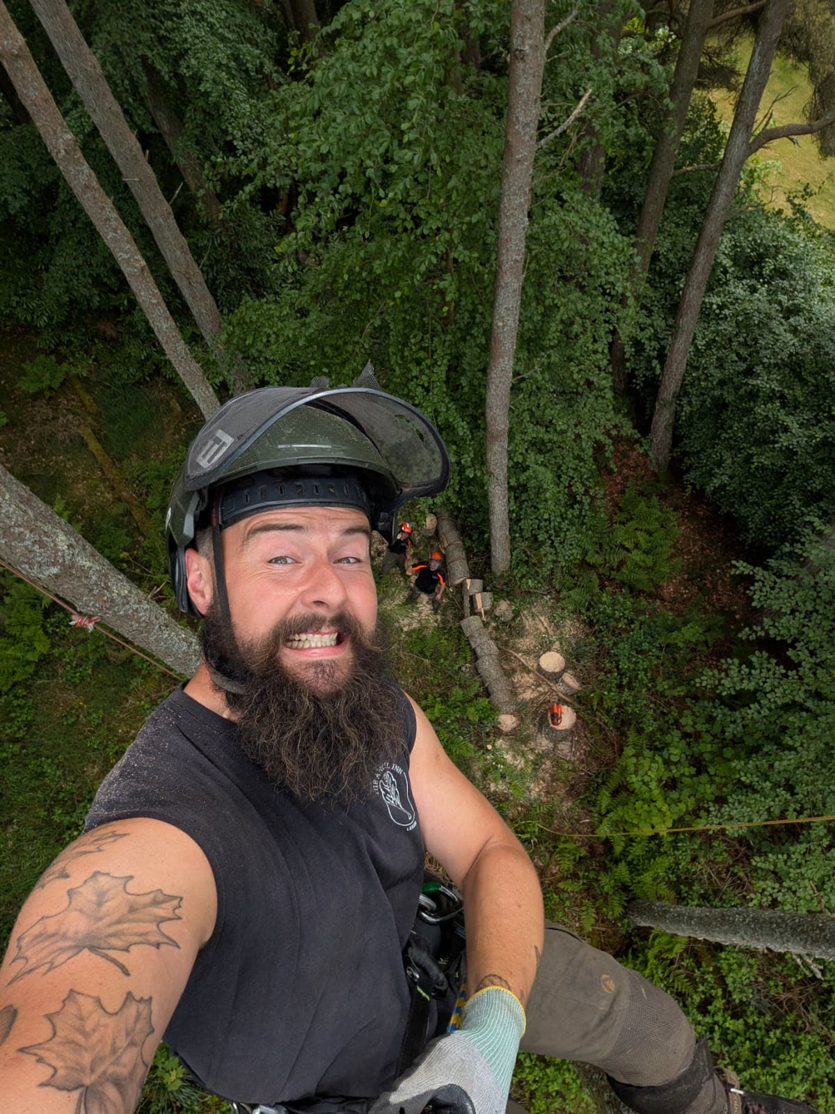 S.B. Tree Services climber at work in the canopy