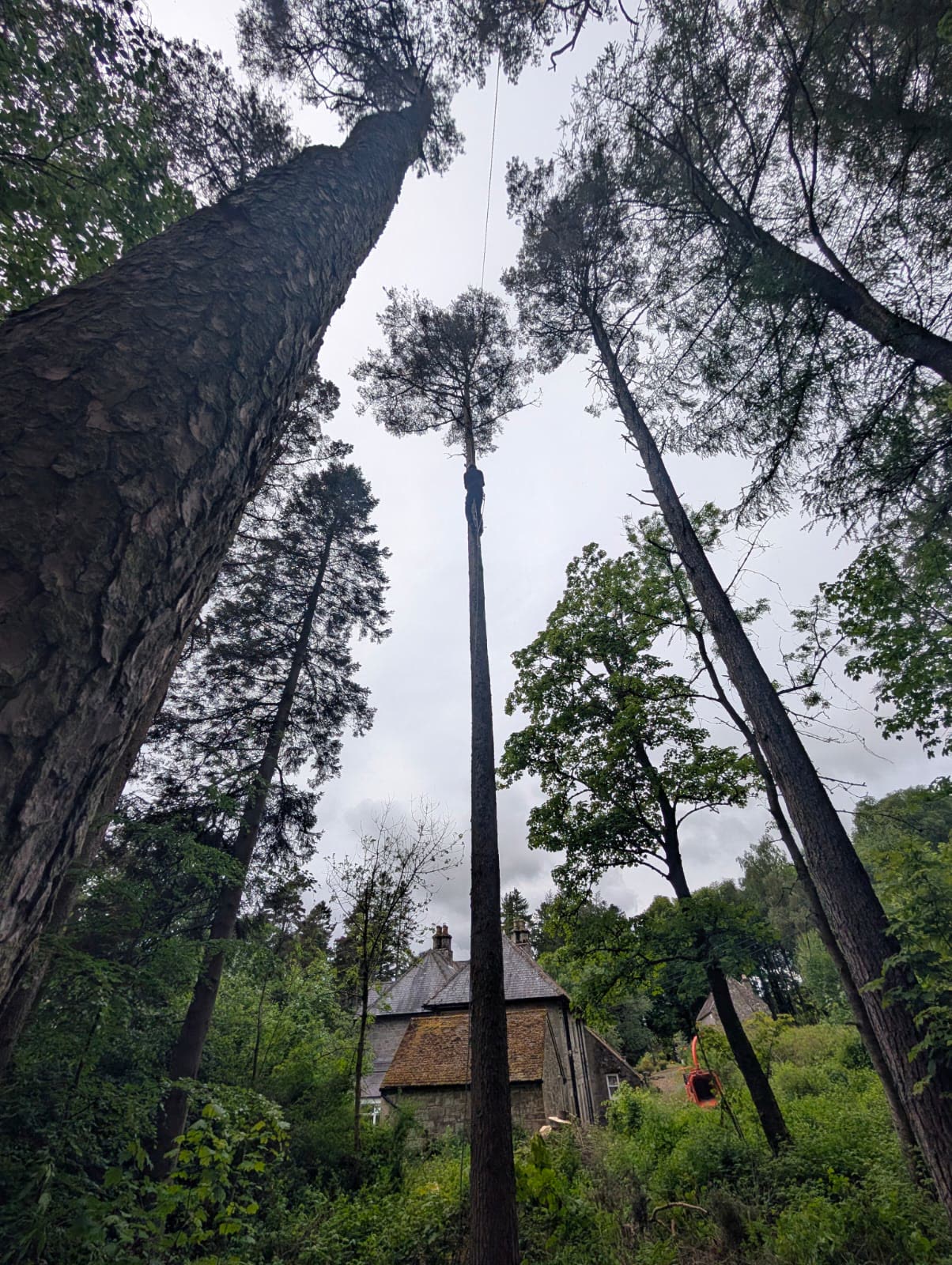 Tall conifer dismantled to a spar beside a cottage