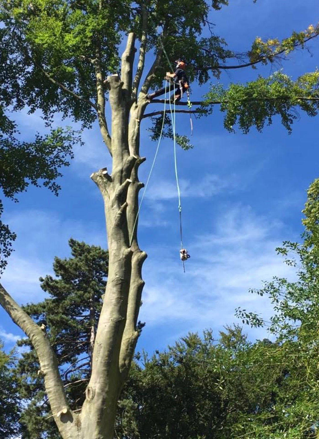 Tree surgery work